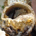 Southern clogged pipe