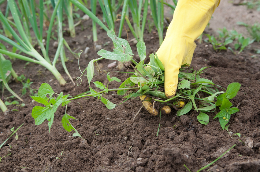 hand wearing yellow glove weeding garden