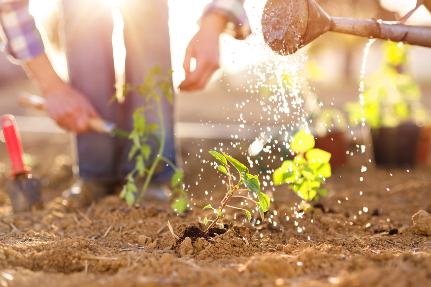 Senior couple watering seedlings in their garden