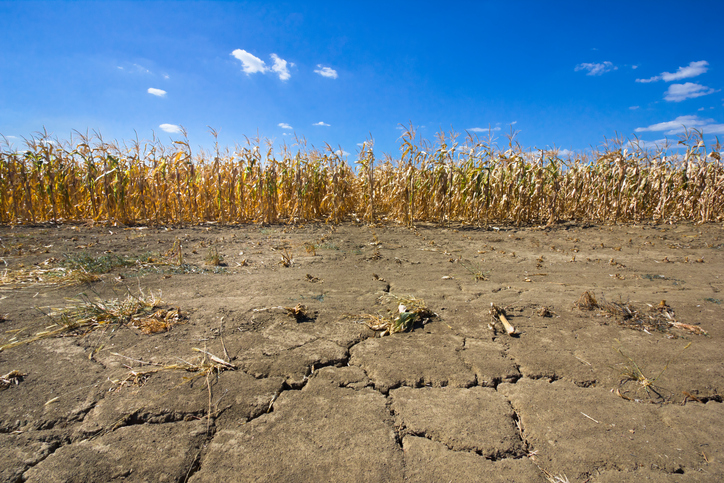 thirsty land and dry corn field as a result of a long time drought. cracks in the land are in foreground and dry corn stems in background. photo is taken with DSLR camera and wide angle lens on very hot, summer day.