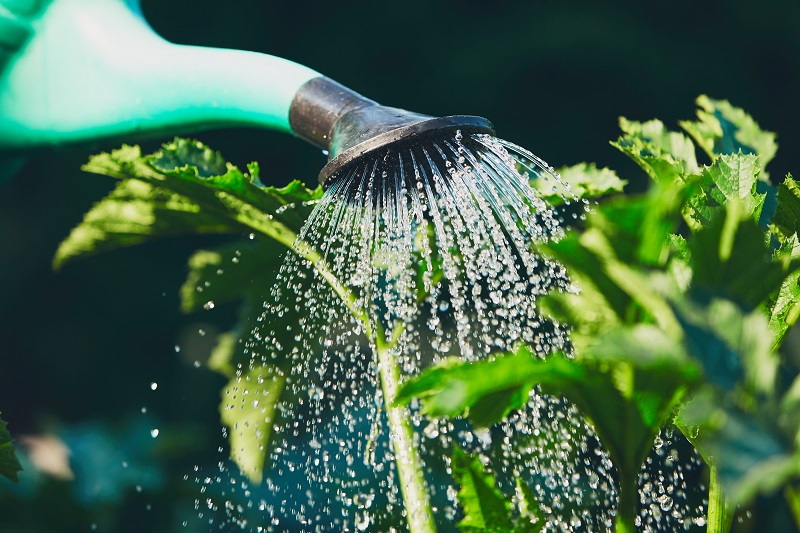 watering plants in the garden