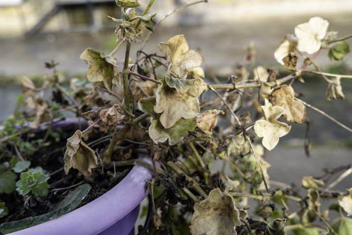 dry and dead plant in a pot